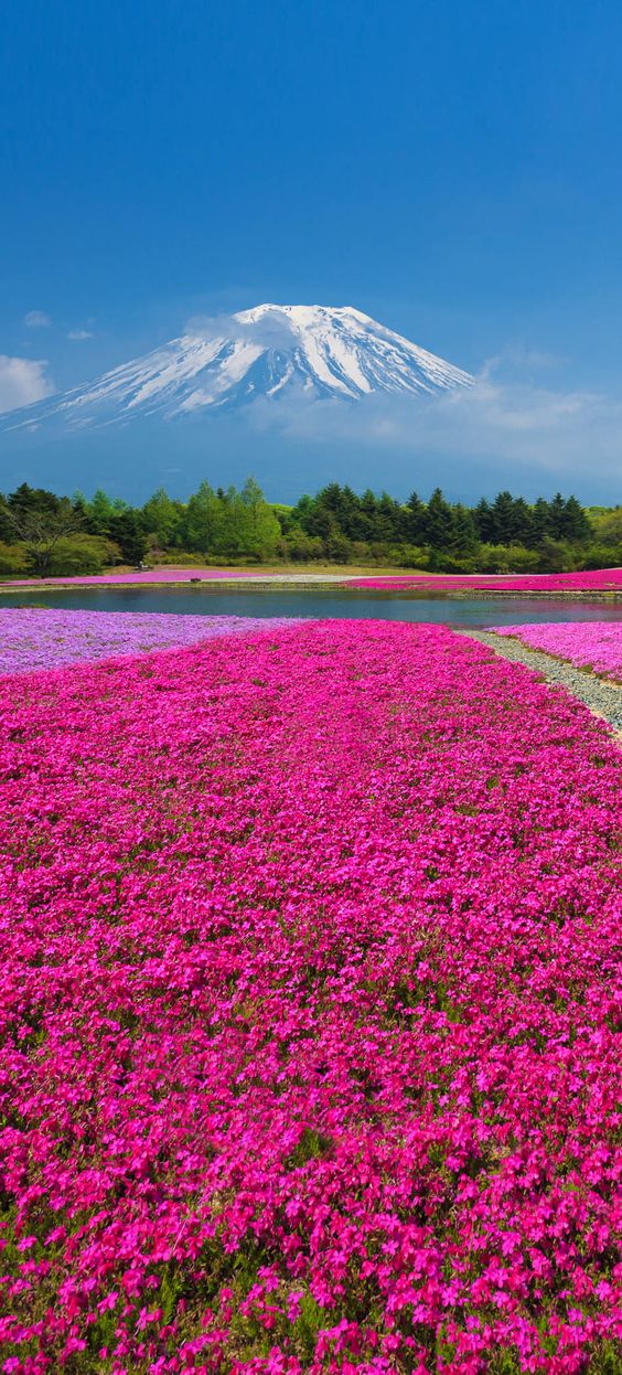 Mount Fuji with the field of pink moss at Shibazakura festival, Yamanashi, Japan | 19 Reasons to Love Japan, an Unforgettable Travel Destination