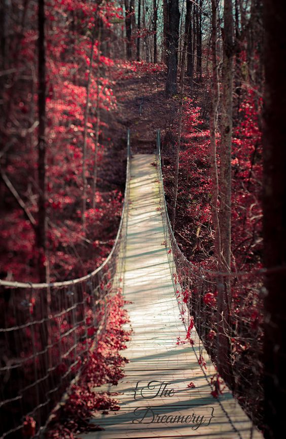 Nature Photography Surreal Bridge Landscape