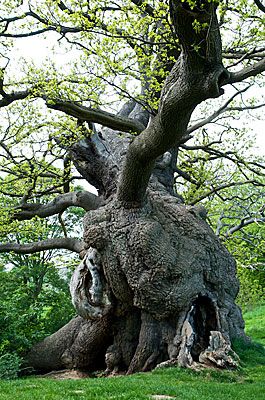 Oak Tree from 1539