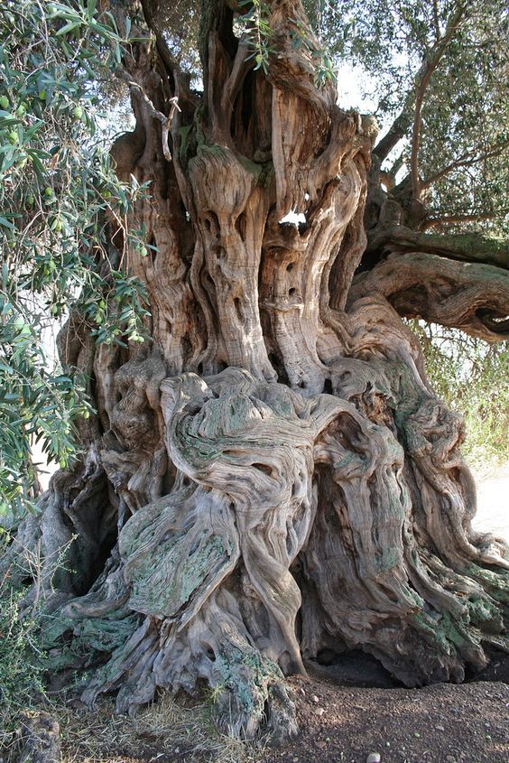 Olive Tree - Sardinia