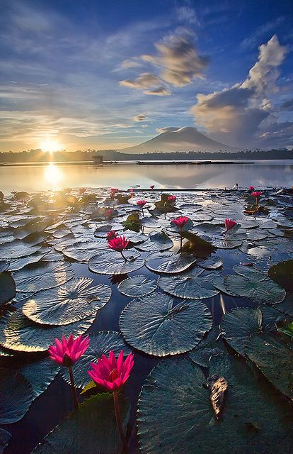 Pink water lilies catch the glow of sunrise in Sampaloc Lake, Laguna, Philippines (by Mark A. Pedregosa).