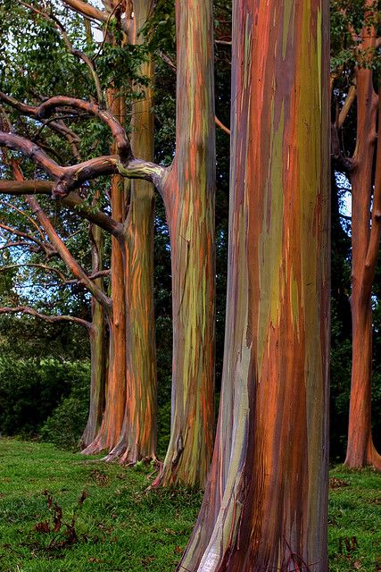 Rainbow Eucalyptus. Road to Hana, Maui. They are stunning and added to our adventure there!