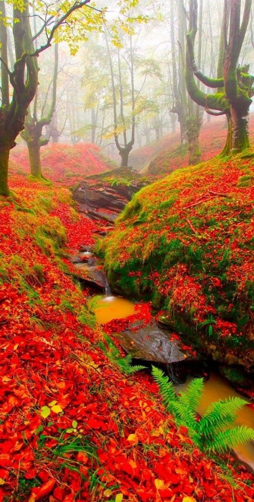 Red Forest, Cantabri Beautiful