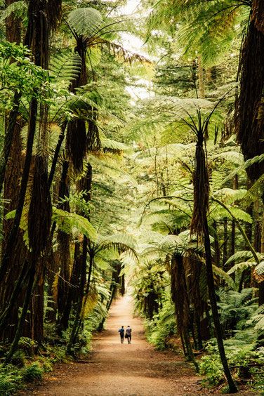 Redwood forest, Rotorua, New Zealand