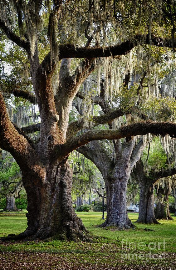 Southern  does anything compare? How I love to sit under their branches and think of the of the sights they have seen