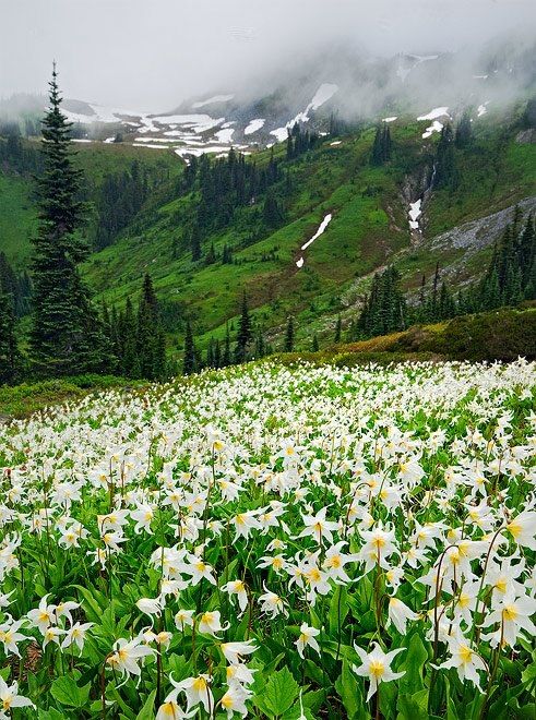 Spring Lillies, Washington - The 