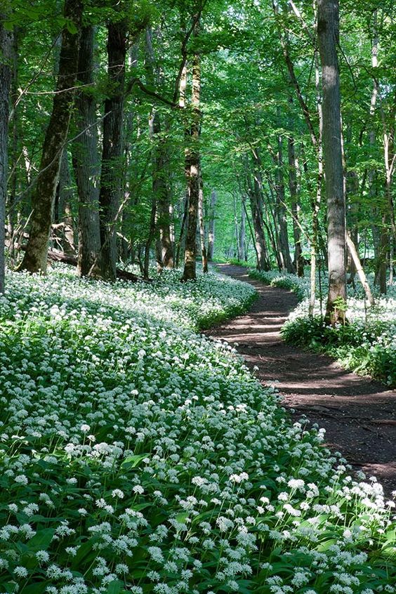 Springtime Pathway Through the Woods
