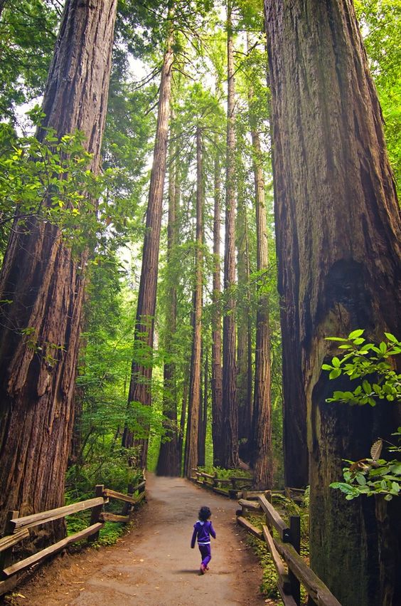 Standing Tall in Redwood Forest - California, USA | Incredible Pictures and another man made cathedral of sorts