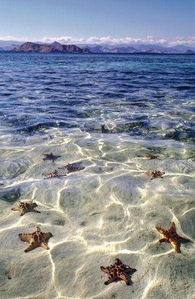 Starfish beach, Grand Cayman. I will go here one day!!