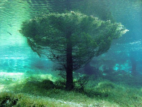 Submerged tree in the Green Lake. The Green Lake or Grüner See is a lake in Austria that dries out almost completely during fall, is used as a county park in the winter and is famous for the underwater park which forms during the spring due to the snow meltdown.