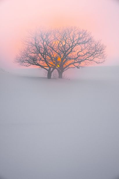 Sunset in tree, Chitose, Hokkaido, Japan