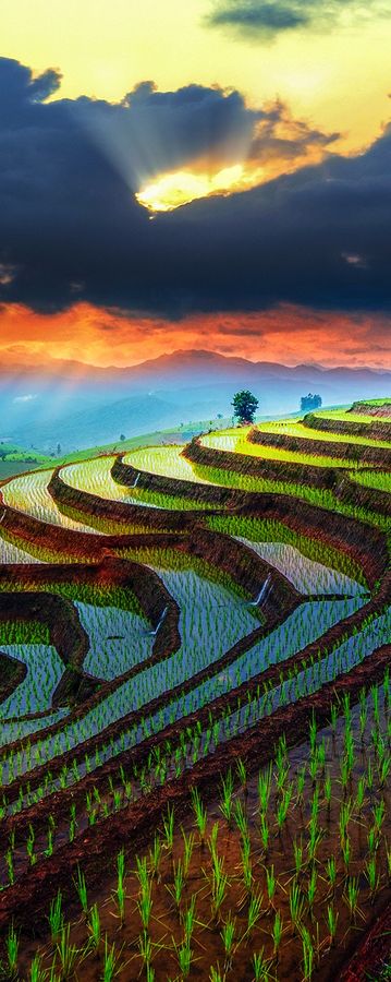 Sunset over Rice terraces in Chiang Mai, Thailand #BeautifulNature #Sunsets #Thailand
