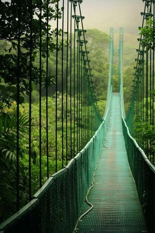 Suspension bridge in the rainforest of Monteverde National Park, Costa Rica