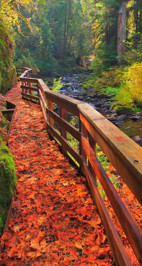 Sweet Creek Trail in Mapleton, Oregon • Bill Edwards Photography