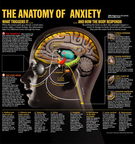 The anatomy of anxiety
