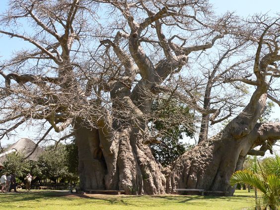 The biggest Baobab Tree in the world.(Magoebaskloof near Tzaneen) Also possible the oldest tree in the world, dating back 6000 years! And so far as I know the only tree with a bar inside - known as the Boabab Bar (via Funky Doodle Donkey) - I can  sound of the soundsystem is awesome inside the tree!!!!