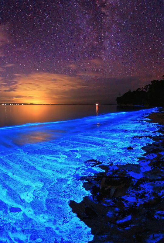 The bioluminescent noctiluca scintillans – an algae known otherwise as sea sparkle of australia’s jervis bay.