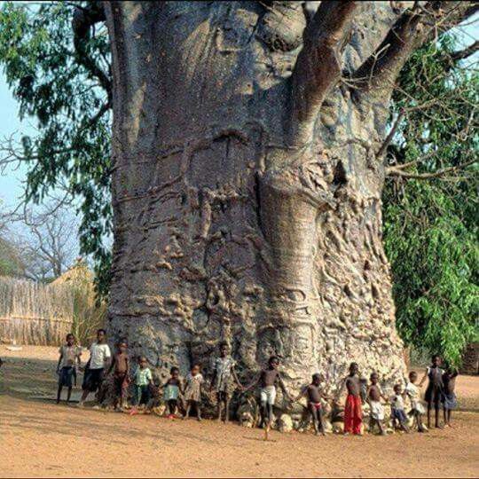 The boabab tree in S  2000 yrs old. Known as the tree of