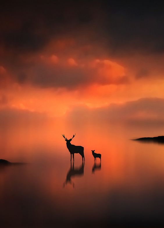 The Deer at Sunset (by Jenny Woodward).