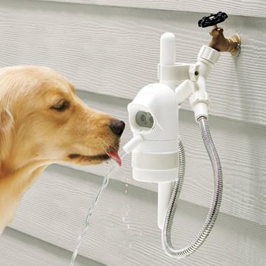 The Dog Activated Outdoor Fountain so cool!