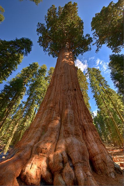 The General Sherman, Sequoia National Park, California