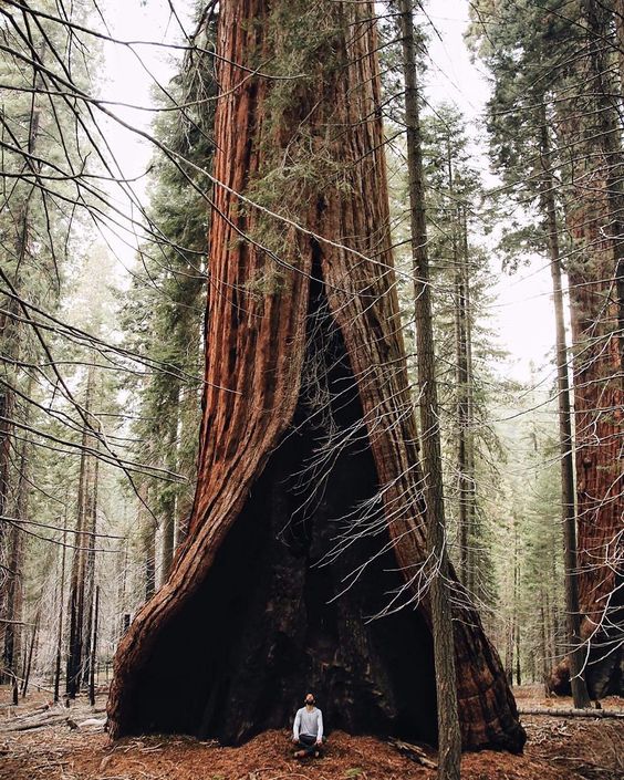 The heart tree in Sequoia National Park California. | PC: @tumenator by tentree