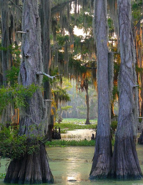 The largest cypress forest in the world at Caddo Lake, Texas/Louisiana (by dave hensley)