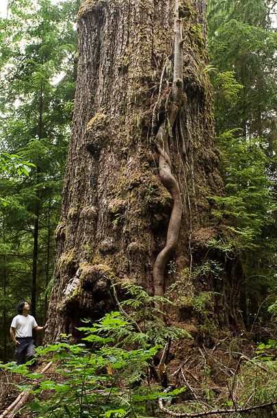The Red Creek Fir - World's LARGEST Douglas fir Tree!