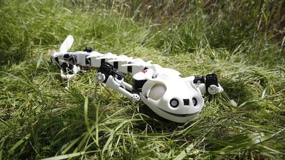 This skeleton robot salamander just wiggled its way into my heart