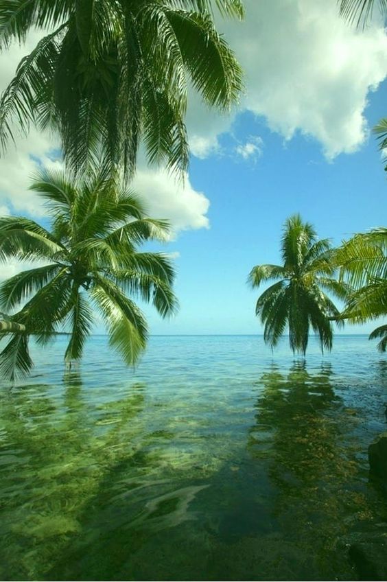 Tropical Beach Paradise - The Bahamas