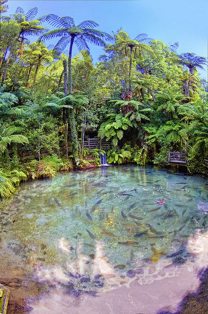Trout springs, Rotorua, New Zealand