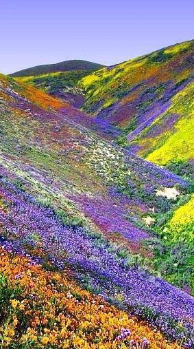 Valley Of Flowers, Himalayas Tibet.