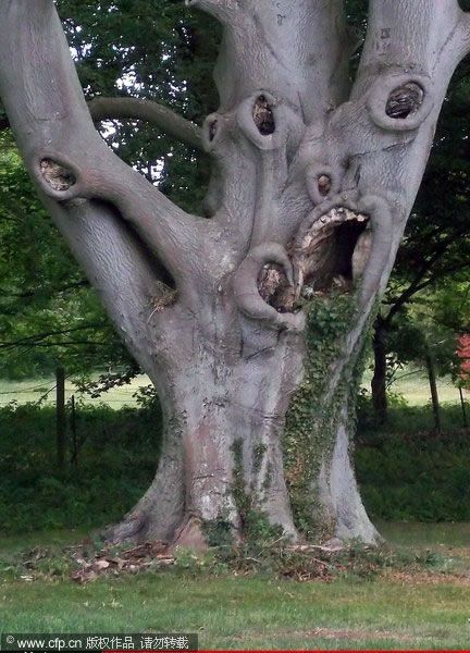 Weird tree