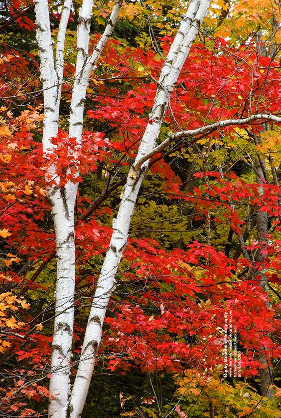 White Birch and Maple Leaves, along the Swift River in New Hampshire