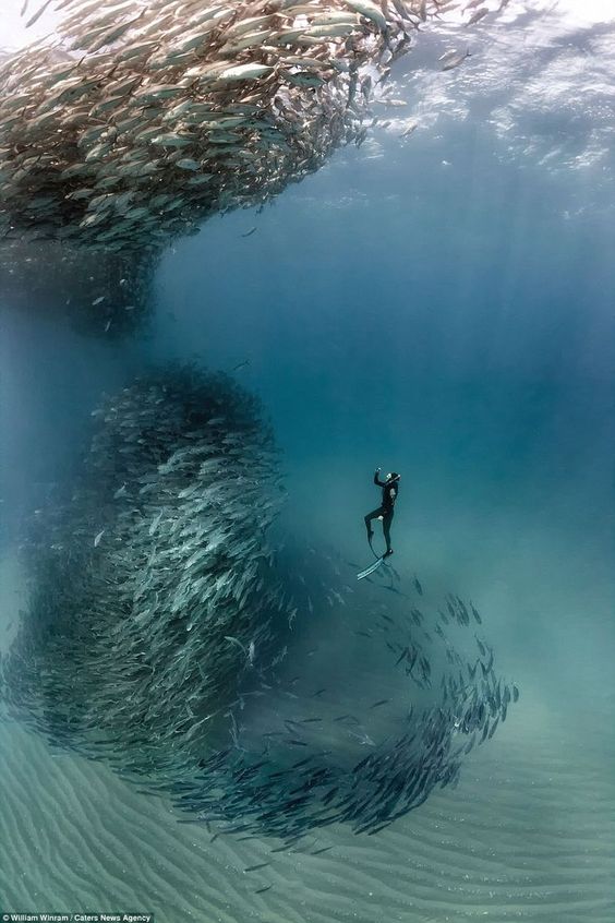 William Winrame captured the incredible moment a school of fish swarmed around him and other divers and formed a vortex (above)