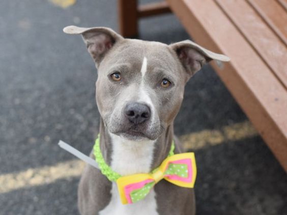 04/20/2016 ★SUPER URGENT★ ADOPT GRACE - A1069200 Brooklyn Center NYC TO BE DESTROYED. Look at the slideshow of pictures for GRACE, a 4 year old tiny pitty girl of remarkable beauty. She is an ex- pet and is timid around dogs and children, and is going through a chewing phase, therefore an experienced home would be ideal.