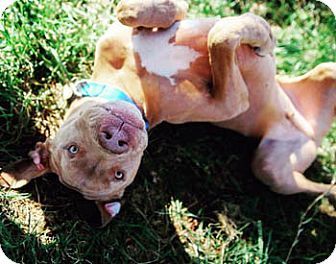 06/27/16 SL~~~Pit Bull Terrier/Weimaraner Mix Dog for adoption in Ventura, California - Bo