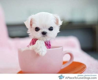 1 Maltese teacup puppy please.