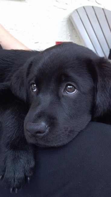 10 Adorable Labrador Retriever Puppies Youve Ever Seen