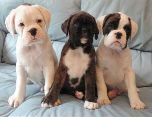 10. Boxers having 75% of their coat consisting on white color are called white Boxers. They are not considered as separate dog breed as they carry same characteristics with just a difference in coat colors.