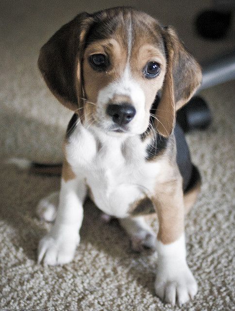 10 Cute Beagles That Will make You Giggle!