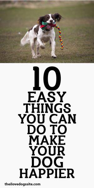 10 Easy Things You Can Do To Make Your Dog Happier