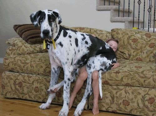 10 Pictures Only Great Dane Owners Will Think Are Funny
