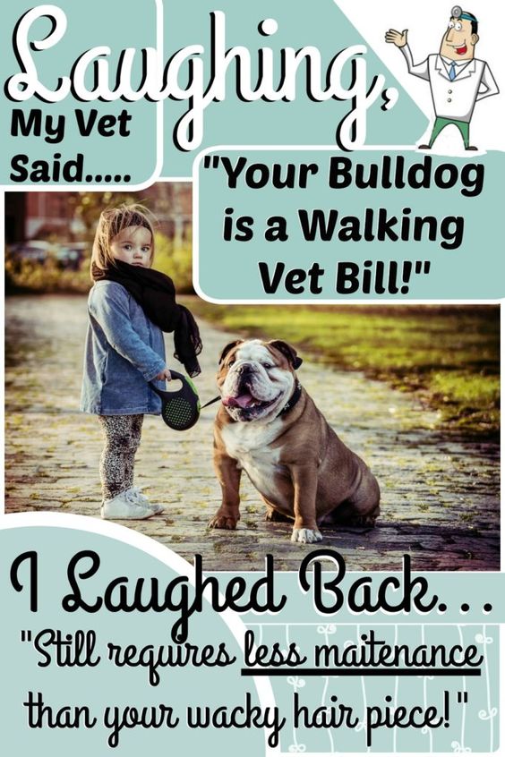 10 Things You Should Never Say to a Bulldog Owner!
