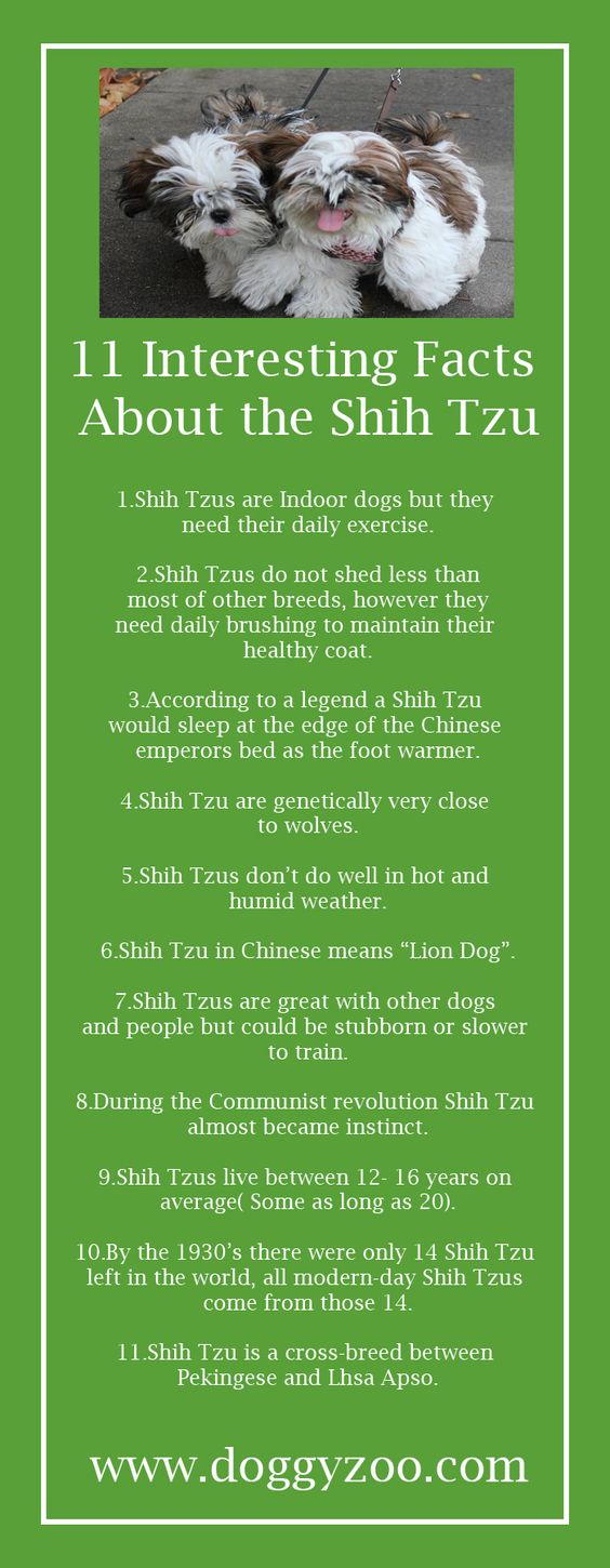 11 Interesting Facts about the Shih Tzu