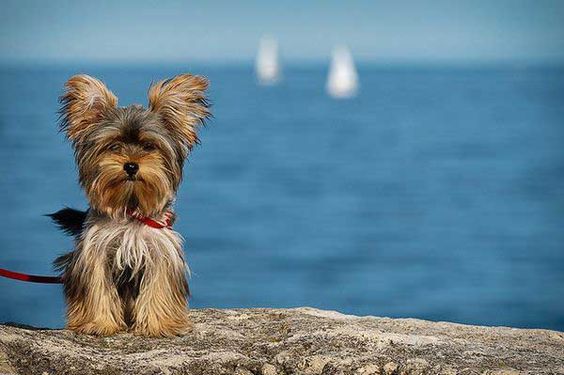 12 summer yorkie pictures at the beach  #yorkies #yorkshireterrier #dogs