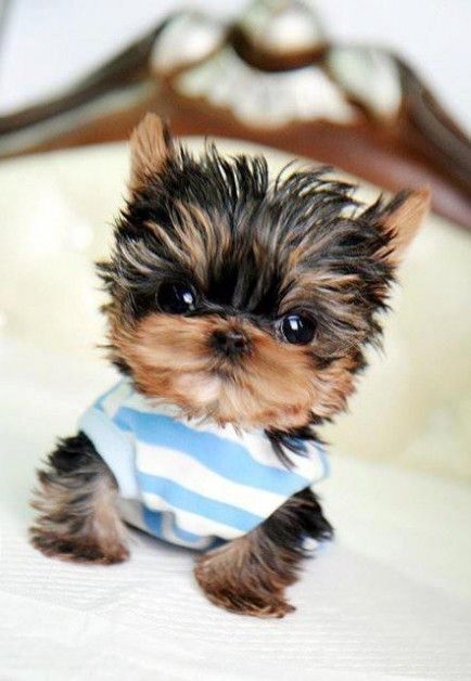 12 Teeny Tiny Puppies You Must See Now!