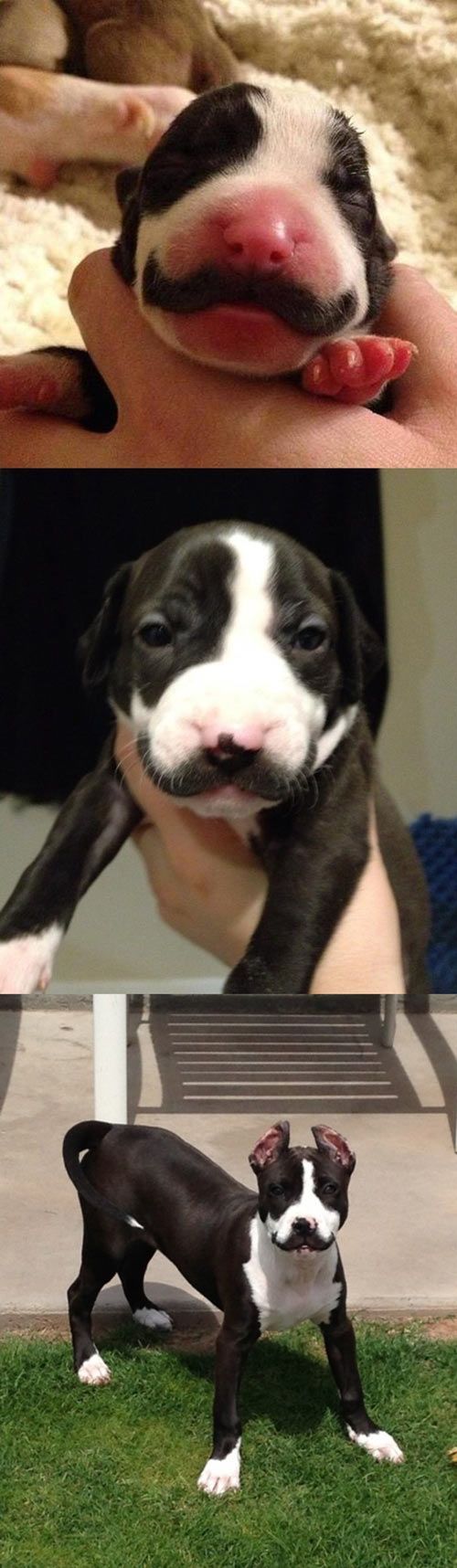 12 Unbelievable Photos of Dogs Who Have Mustaches [MUST SEE]