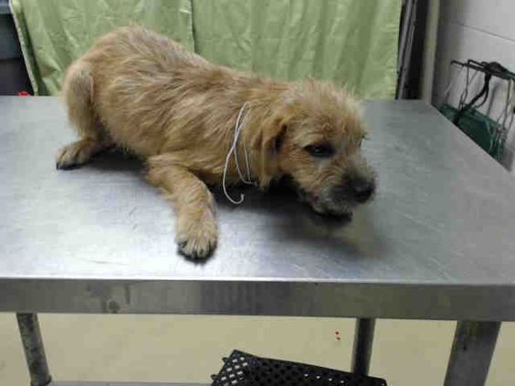 12/04/14 STILL LISTED - HURRY!!! HOUSTON - This DOG - ID#A420024 I am a male, brown Chihuahua - Long Haired mix. My age is unknown. I have been at the shelter since Nov 19, 2014.
