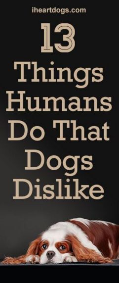 13 Things Humans Do That Dogs Dislike